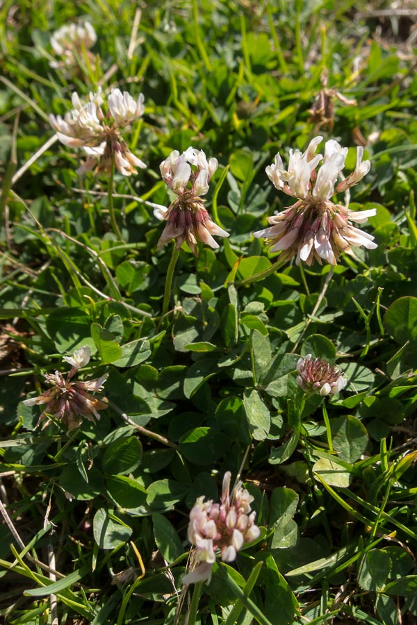 Trifolium pallescens / Trifoglio pallescente